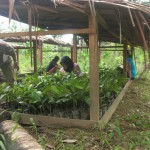 Defender la naturaleza, los saberes tradicionales y una agricultura sostenible en la Isla de Siberut, Indonesia