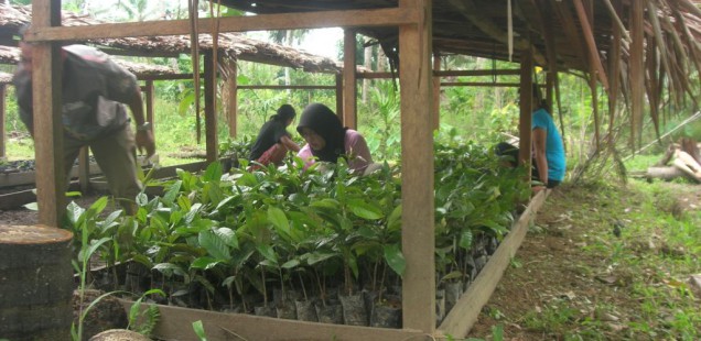Soutenir la nature, les savoirs traditionnels et une agriculture soutenable sur l'île de Siberut, en Indonésie.