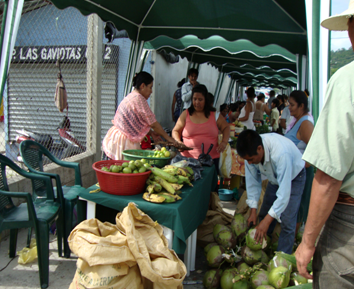 Building livelihood alternatives in the Petén of Guatemala