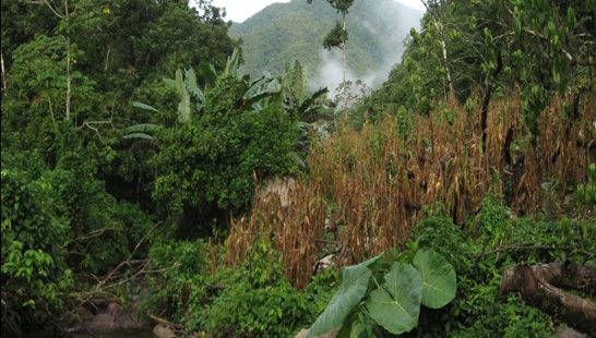 Una alianza Maya para defender el territorio y construir la autonomía