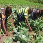 Enhancing the traditional food knowledge and practices of indigenous Bambuti in the Great Lakes Region, DRC