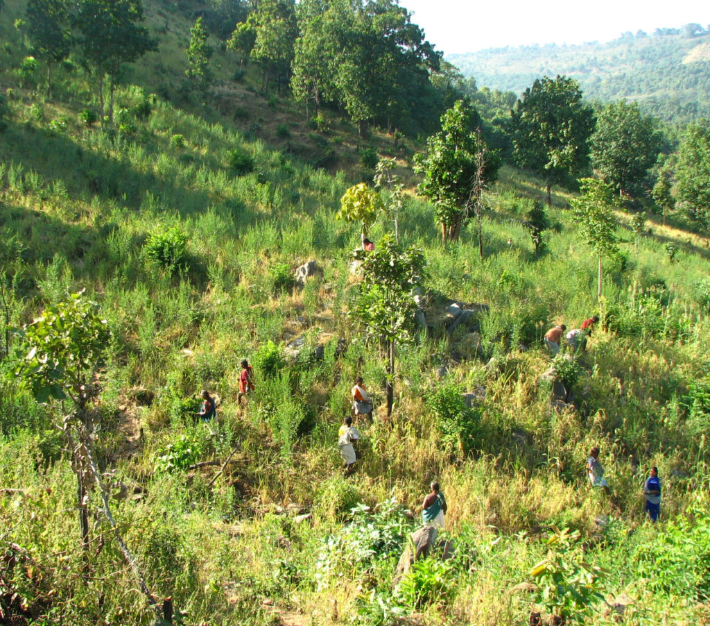 Shifting Cultivation 2 shifting-cultivation-2