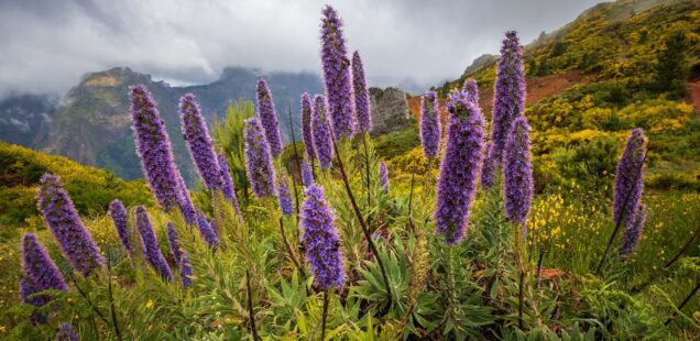 The Paul K. Feyerabend Foundation was forced to transform itself into the Association Paul K. Feyerabend (APKF)